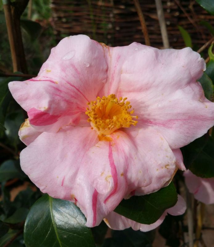 Falsche C. Adelina Patti