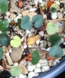 C.purpurascens