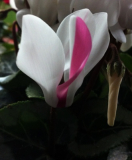 Cyclamen persicum cv.