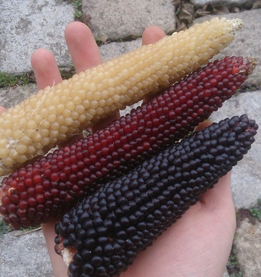 Popcornmais