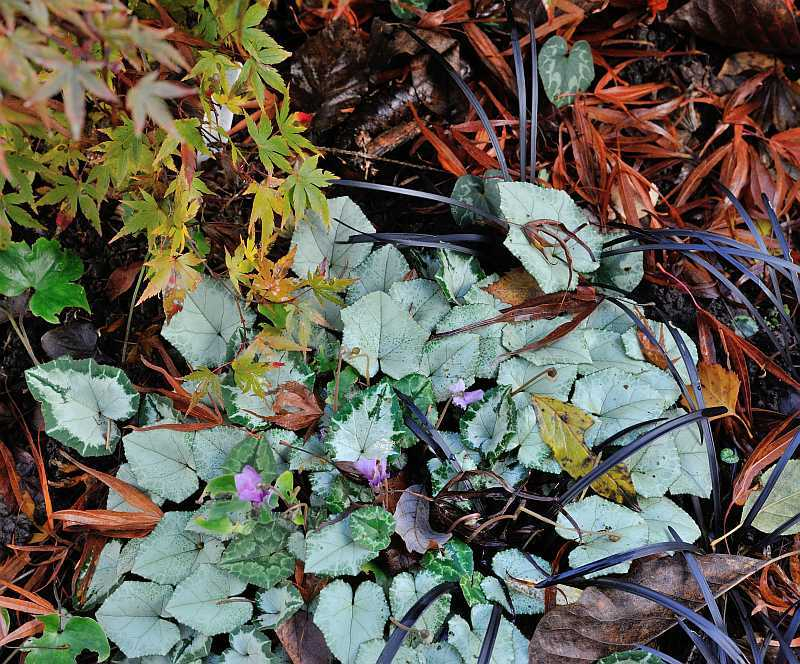Cyclamen1