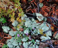 Cyclamen1