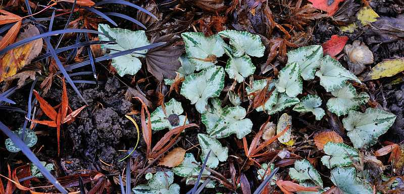 Cyclamen2