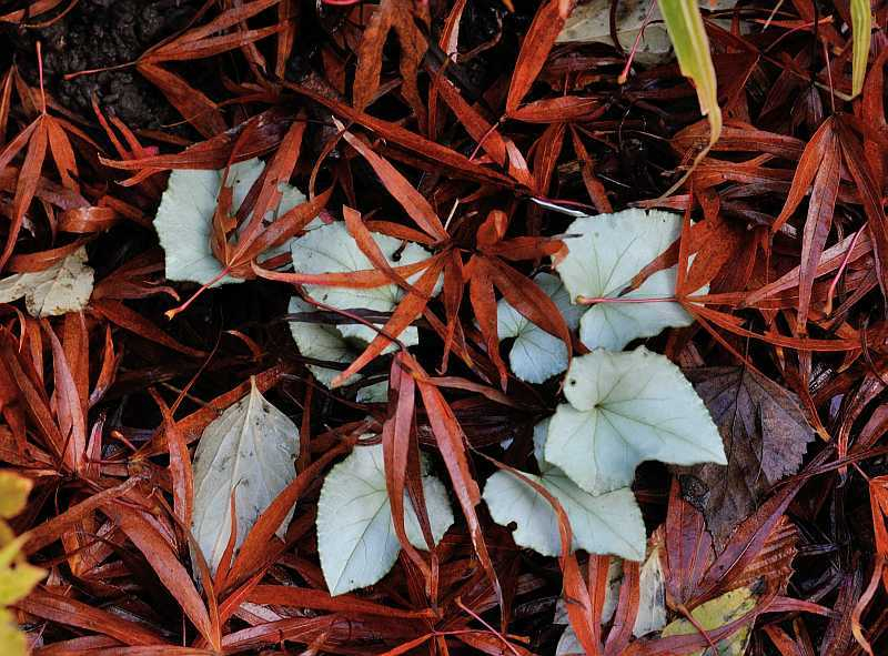 Cyclamen3