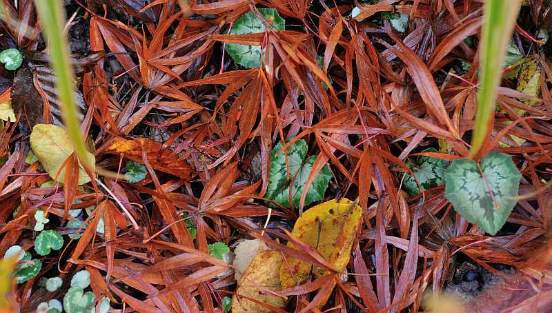 Cyclamen4