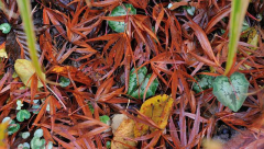Cyclamen4