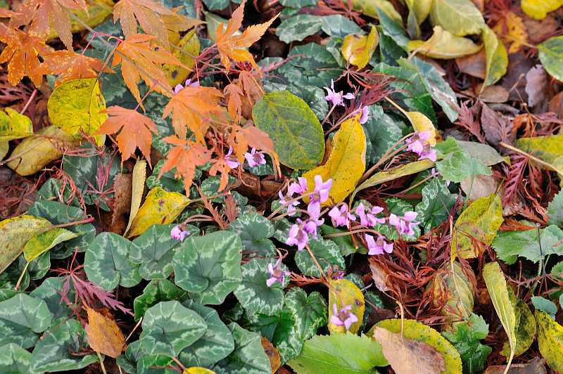 Cyclamen6