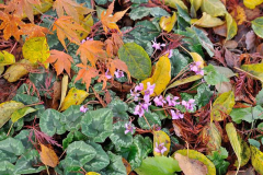 Cyclamen6