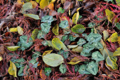 Cyclamen7