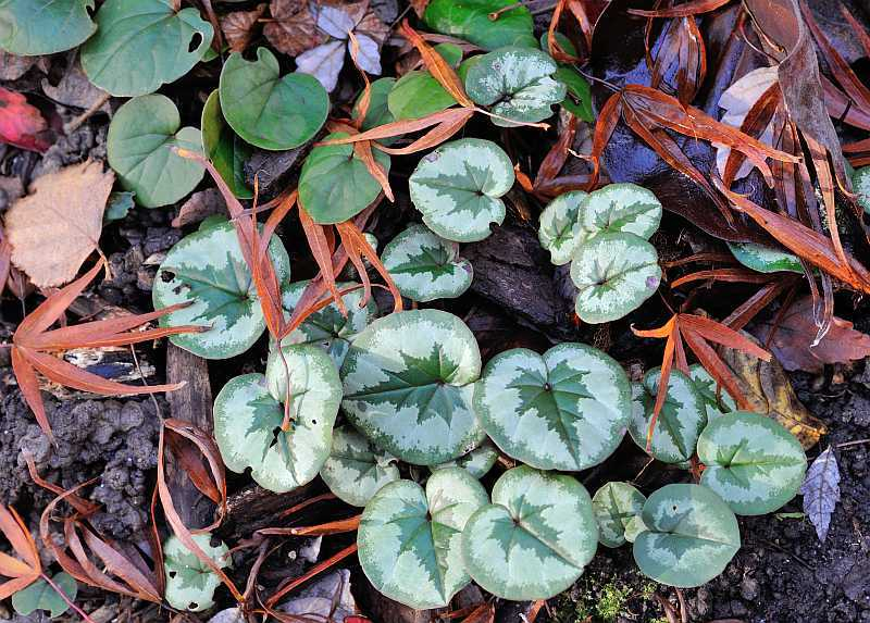 Cyclamen5