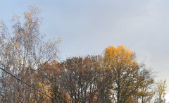Laubleuchten1