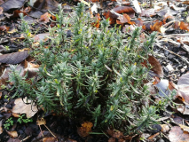 Lavandula angustifolia 'Essence Purple' ganz