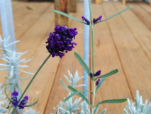 Lavandula angustifolia 'Essence Purple' Blüte