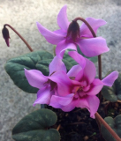 Cyclamen elegans