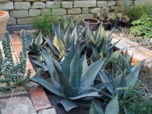 Agave havardiana DJF1326 Davis Mts, Tx