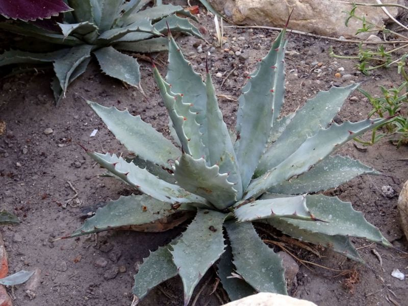 Agave megalacantha