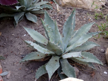 Agave megalacantha