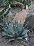 Agave utahensis var eborispina Clark Co, NV