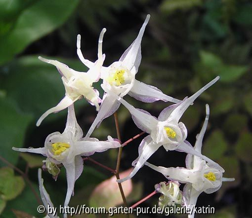 grandiflorum