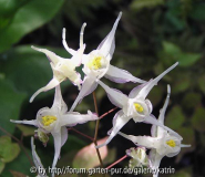 grandiflorum