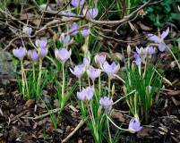Januar 2020 Crocus1