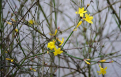 Januar 2020 Jasminum nudiflorum