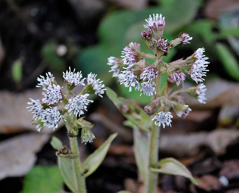 Januar 2020 Petasites fragrans