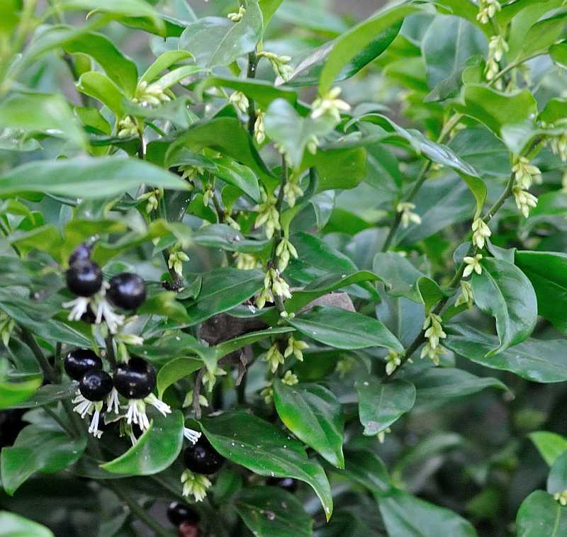Januar 2020 Sarcococca