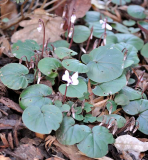 Januar 2020  Cyclamen weiß