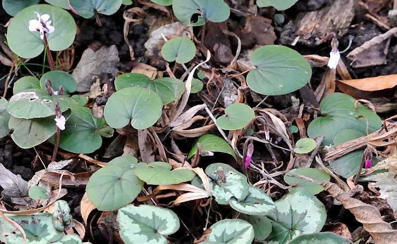 Cyclamen rot und weiß