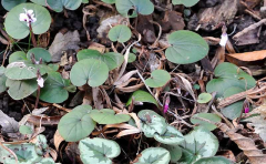 Cyclamen rot und weiß