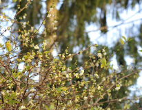 Januar 2020 Lonicera fragrantissima