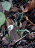 Januar 2020 Galanthus nivalis