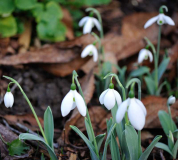 Januar 2020 Galanthus elwesii