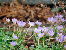Januar 2020 Crocus2