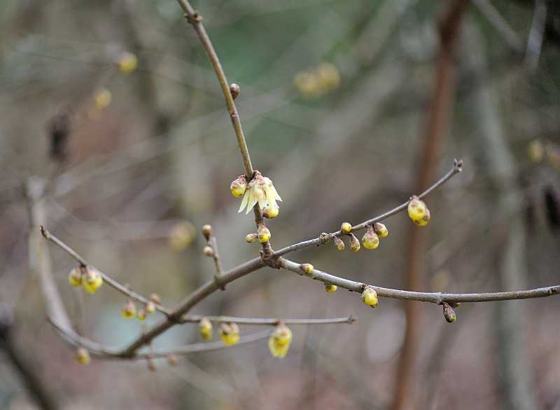 Januar 2020 Chimonanthus praecox