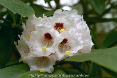 Rhododendron calophytum