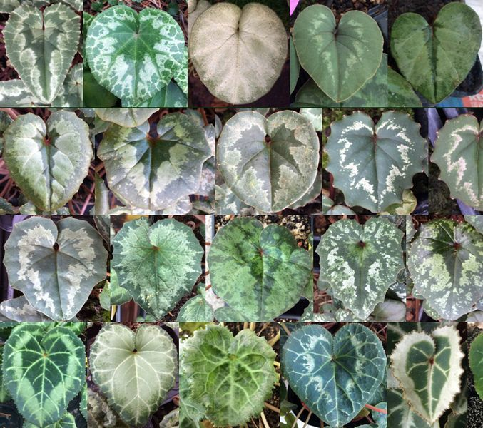 Cyclamen Blätter