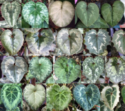 Cyclamen Blätter