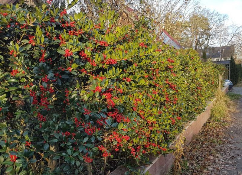 Ilex Hecke