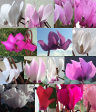 Cyclamen Blüten