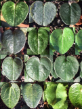 Cyclamen Sämlingsblätter