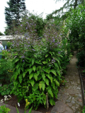 Cicerbita bourgaei / Lactuca bourgaei