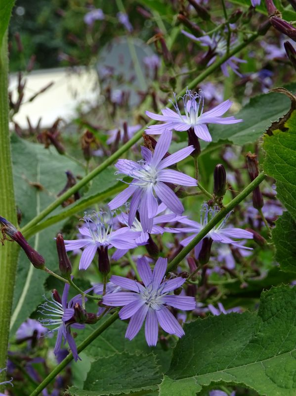 Cicerbita bourgaei / Lactuca bourgaei	