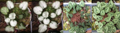 Cyclamen mit und ohne Frost