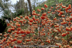 Edgeworthia papyrifera f. rubra