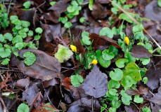 Crocus flavus ssp. flavus 