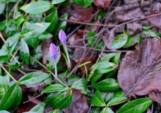 Crocus tommasinianus