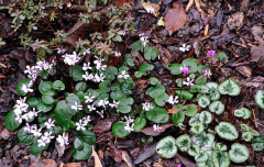 Cyclamen1
