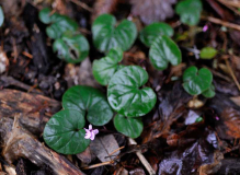 Cyclamen2